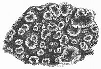 Incrustation of shelly sand