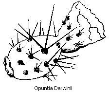 Opunta Darwinii