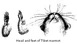 Head and feet of Tibet marmot