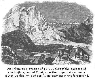 View from an elevation of 18,000 feet of the east top of Kinchinjhow, and of Tibet, over the ridge that connects it with Donkia. Wild sheep (Ovis Ammon) in the foreground