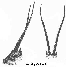 Antelope's head