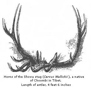 Horns of the Showa stag (Cervus Wallichii), a native of Choombi in Tibet.