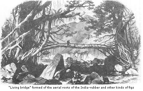 Living bridge formed of the aerial roots of the india-rubber and other kinds of figs.